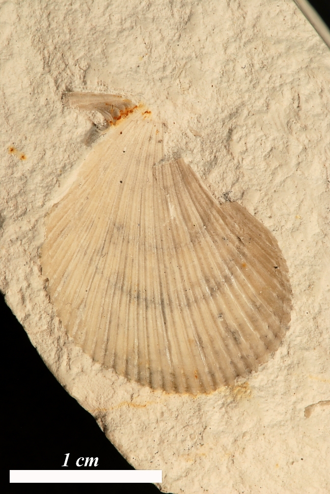 Mimachlamys denticulata