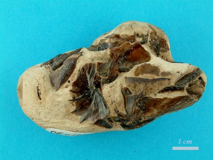 Kranium af Ampheristus toliapicus
