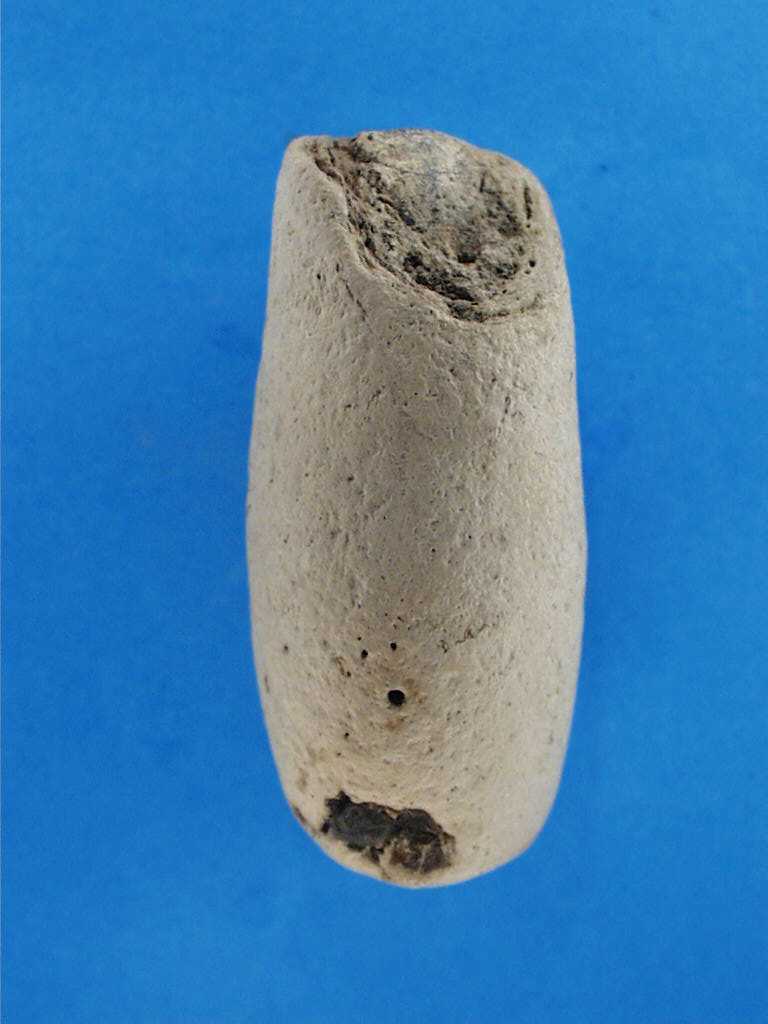 Terebella eocenica set fra siden