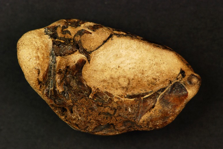 Kranium af Acanthopterygii set fra højre