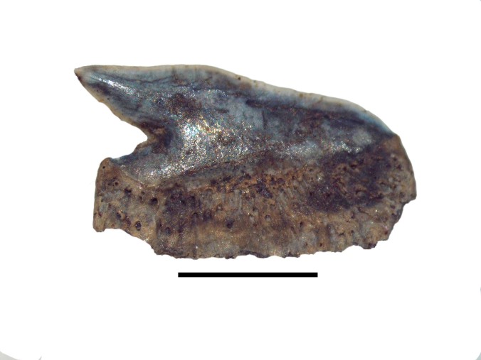 Echinorhinus priscus