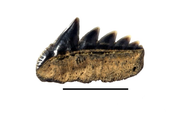 Notorhynchus serratissimus