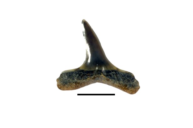 Anomotodon sheppyensis
