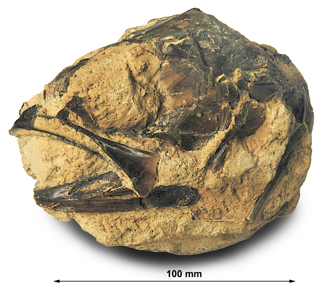 Kranium af Gadiformes set fra siden