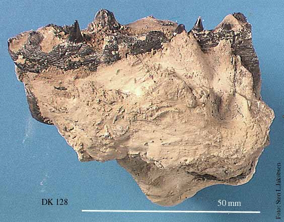 Kæbedel af Scombramphodon