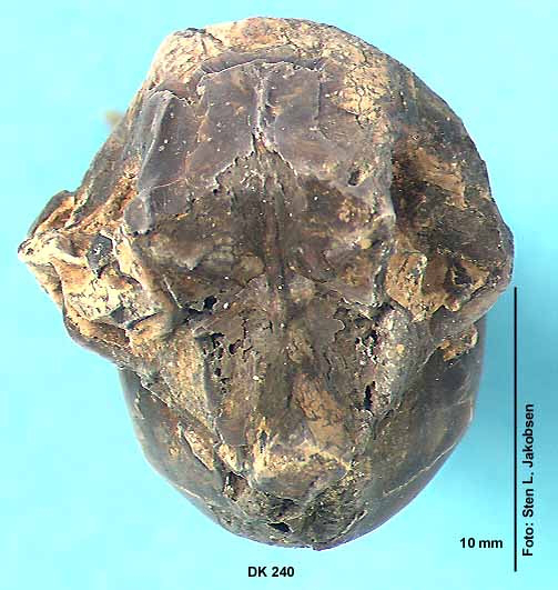 Kranium af Gadiformes set fra neden