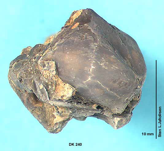 Kranium af Gadiformes set fra siden