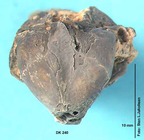 Kranium af Gadiformes set fra oven