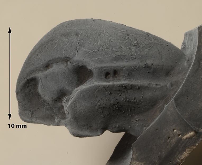 Afstøbning af indersiden af otolit fra Pterothrissus angulatus