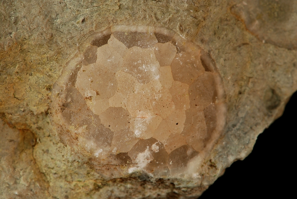 Stenæble - Echinosphaerites aurantium